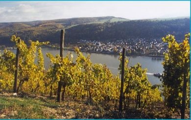 Rheinhotel - Gasthaus - Pension Zum Anker