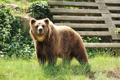 Wild- und Freizeitpark Klotten