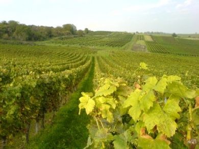 Weingut und Ferienwohnungen Grün im Leiningerland