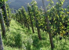 Wein- und Sektgut Heinz Schneider