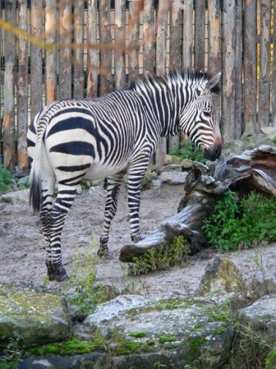 Zoo Landau in der Pfalz