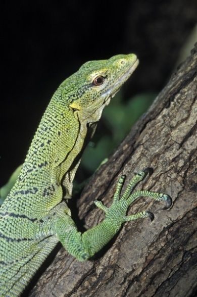 Reptilium Terrarien- und Wüstenzoo Landau