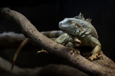 Reptilium Terrarien- und Wüstenzoo Landau