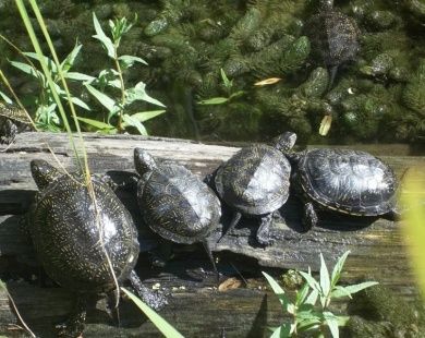 Reptilium Terrarien- und Wüstenzoo Landau