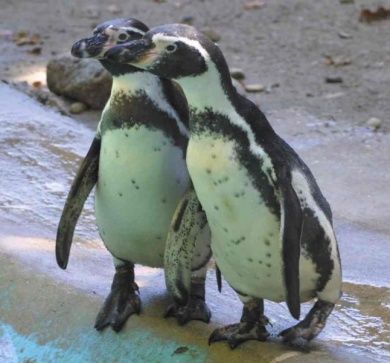 Zoo Landau in der Pfalz