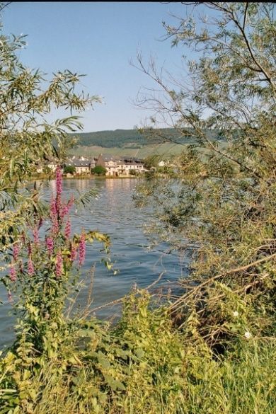 Cafe Weinhaus Alt Reinsport mit Moselblick