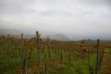 Weingut Jacob Steffen Erben & Ferienhaus