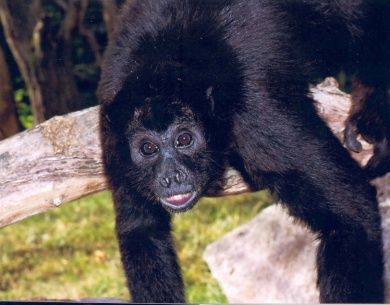Zoo Landau in der Pfalz