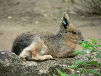 Zoo Landau in der Pfalz