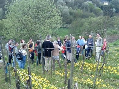 Weingut & Weinstube Schleimer - Mosel