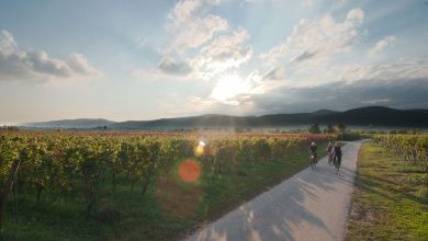 Buchert  Weingut | Gästehaus
