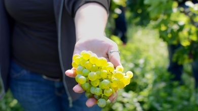 Buchert  Weingut | Gästehaus