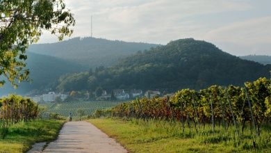 Buchert  Weingut | Gästehaus