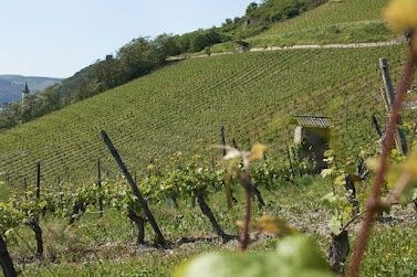 Ferienwohnung Riesling