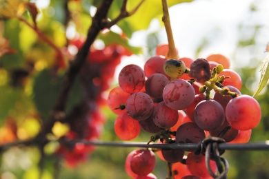 Weingut & Gästehaus Mühlhäuser an der südlichen Weinstraße