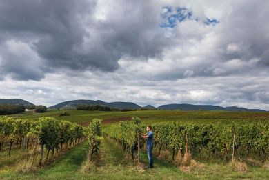 Weingut & Gästehaus Mühlhäuser an der südlichen Weinstraße