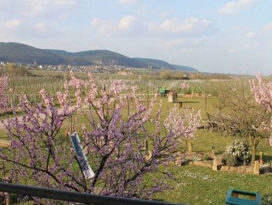 Winzerhof Loblocher Schlössel & Ferienwohnungen 