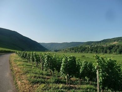 Ferien-Weingut Kirch - Mosel-Urlaub in Ediger-Eller - noch freie Zimmer über Straßenweinfest