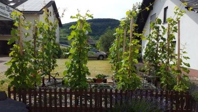 Pension & Weingut Wendland