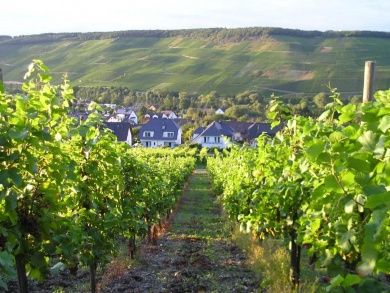 Feriendomizil & Weingut Roussel mit Restaurant 