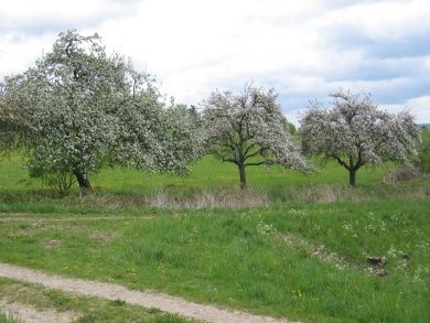 Ferienhaus Sabine & Ferienwohnung Rheingau & E-Ladestation