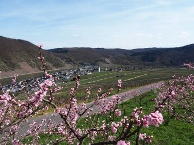 Ferienwohnung Preuss im Moseltal