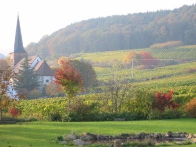 Ferienweingut Cuntz 