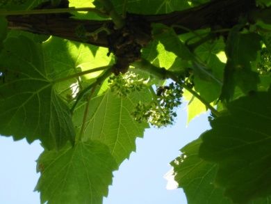 Ferienweingut Cuntz 