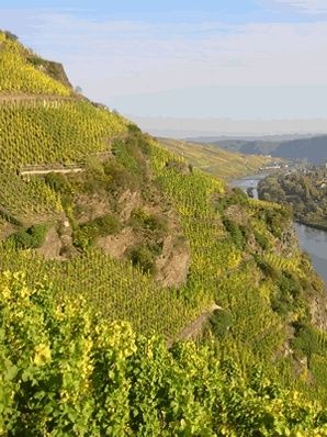 Gästezimmer & Weingut Fries - Übernachtung an der Mosel