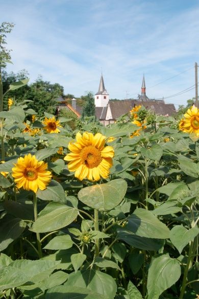 Pension Auf der Olk mit Röpertsmühle 