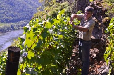 Ferienweingut Otmar Göbel in Ernst an der Mosel - Ferienwohnungen
