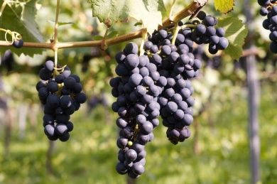 Ferienweingut Otmar Göbel in Ernst an der Mosel - Ferienwohnungen