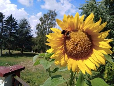 Ferienwohnung Sonnenblume mit Sauna, Garten, Liegewiese. Last Minute!