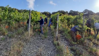 Ferienweingut FERRES an der Mosel