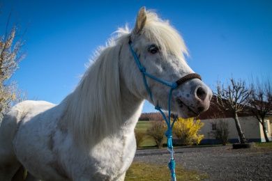 Ferienhäuser Sperling und Meise