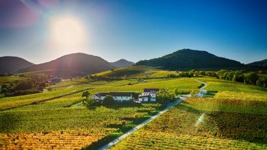 Weingut und Ferienwohnungen Erlenwein