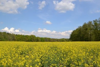 Ferienwohnung Zauber der Pfalz