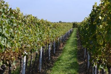 Ferienwohnung Zauber der Pfalz