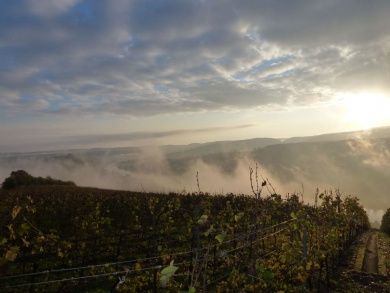 Ferienwohnung 1 Classic mit Balkon im Weingut Harald Ludwig 