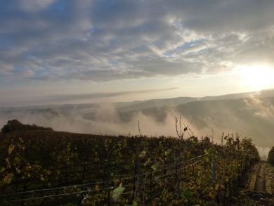 Ferienwohnung 3 Auslese mit Terrasse im Weingut Harald Ludwig an der Mittelmosel