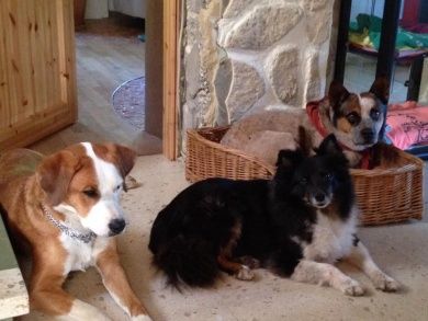 Urlaub mit dem Hund - River Ranch in Seffern