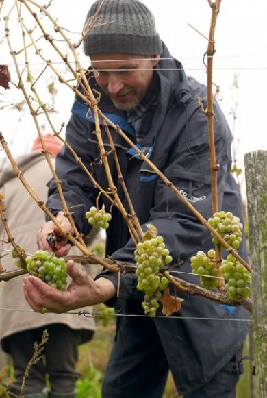 SCHUMANN Weingut und Urlaub