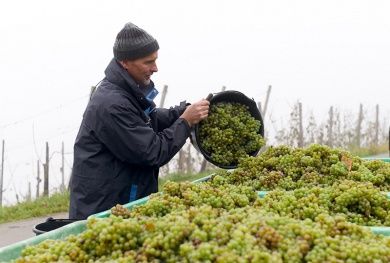 SCHUMANN Weingut und Urlaub