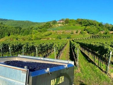 Ferienwohnung HALBSTÜCK | Pinot Noir