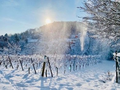 Ferienwohnung HALBSTÜCK | Pinot Noir