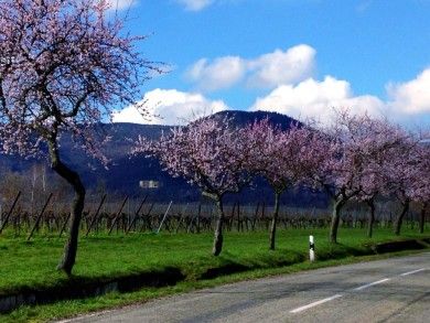 Ferienwohnung HALBSTÜCK | Riesling