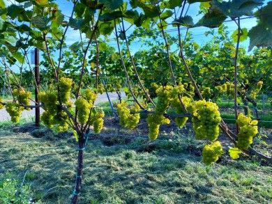 Ferienwohnung HALBSTÜCK | Riesling