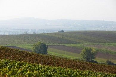 Weingut und Ferienwohnungen Huff-Doll