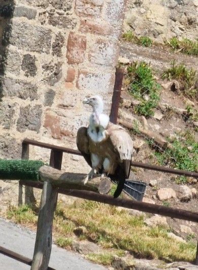Schäferkarren im Adler- und Wolfspark Kasselburg