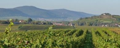 Ferienweingut Schmitzer-Julier